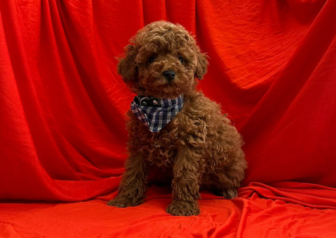 Safkan Toy Poodle Yavrularımız